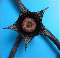 Orbeanthus hardyi